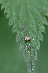 Dicranopalpus  ramosus