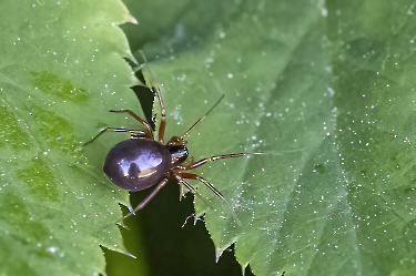 Diplostyla concolor