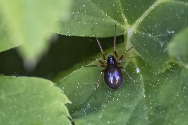 Diplostyla concolor