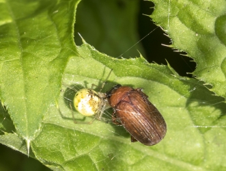 Enoplognatha ovata