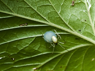 Enoplognatha ovata