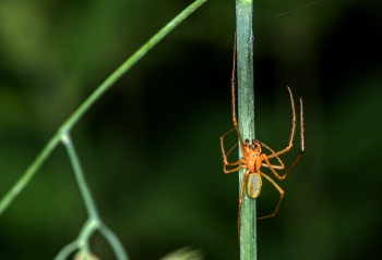 Enoplognatha sp