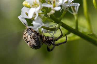 Larinioides cornutus