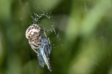 Larinioides cornutus