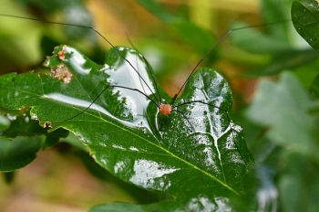 Leiobunum rotundum