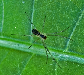 Linyphia triangularis