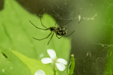 Linyphia triangularis