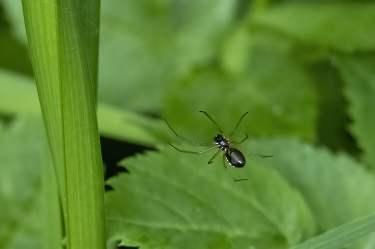 Linyphia triangularis