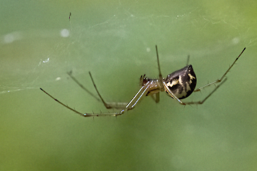 Linyphia triangularis