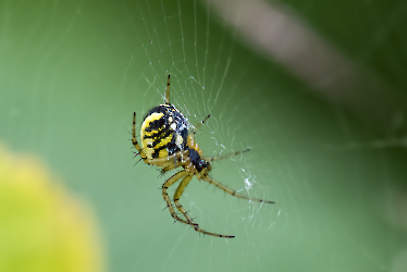 Mangora acalypha