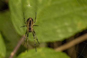 Metellina segmentata