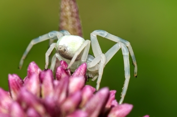 Misumena vatia