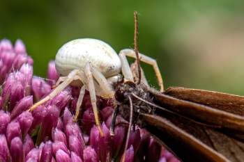 Misumena vatia