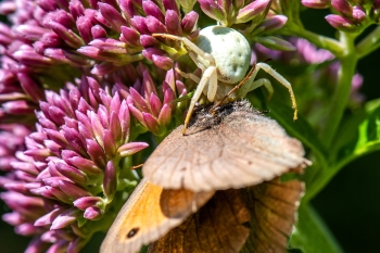 Misumena vatia