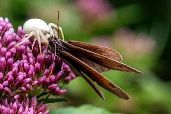 Misumena vatia