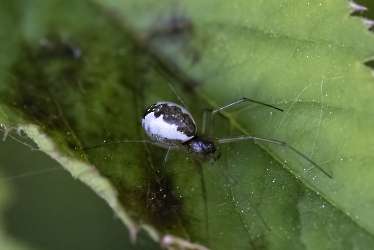 Neriene peltata