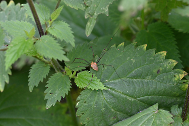 Opilio canestrinii