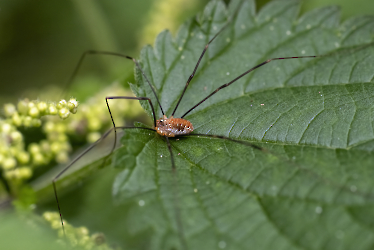 Opilio canestrinii