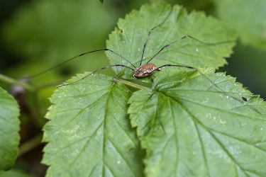 Opilio canestrinii