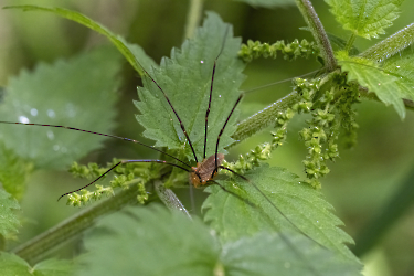 Opilio canestrinii