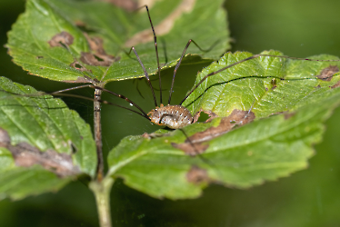 Opilio canestrinii