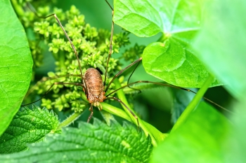 Opilio parietinus