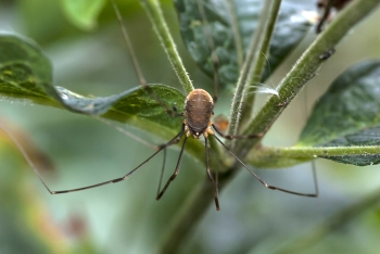 Opilio parietinus