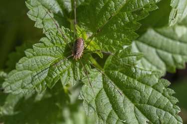 Opilio parietinus