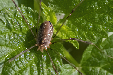 Opilio parietinus