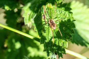 Opiliones spec.