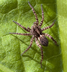 Pardosa amentata