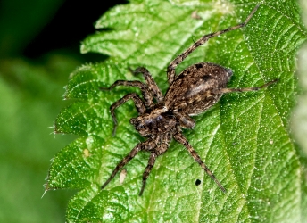 Pardosa amentata