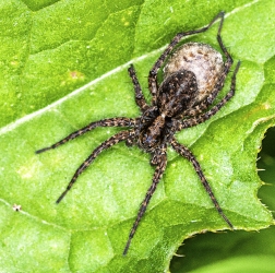 Pardosa amentata