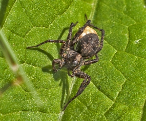 Pardosa amentata