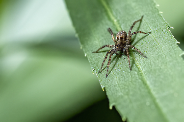 Pardosa amentata