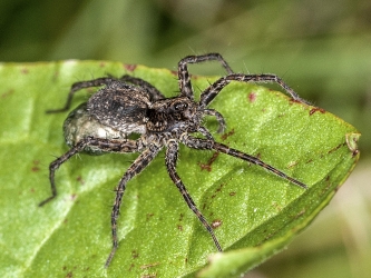 Pardosa pulleta