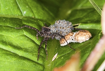 Pardosa pulleta