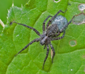 Pardosa pulleta