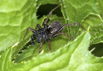 Pardosa pulleta