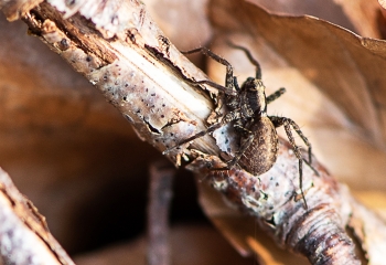 Pardosa saltans