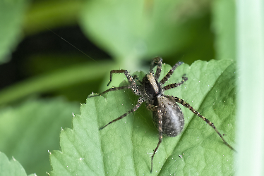 Pardosa saltans