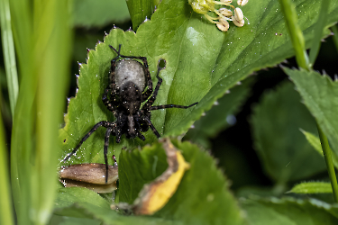 Pardosa spec.