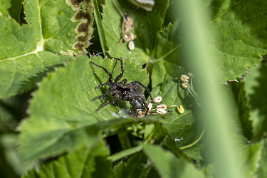 Pardosa spec.