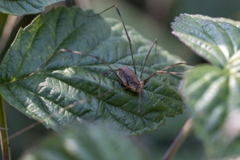 Phalangium spec.