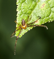 Philodromus spec. 01