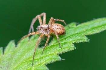 Philodromus spec. 02