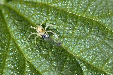 Philodromus spec.