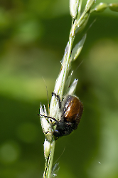 Phyllopertha horticola