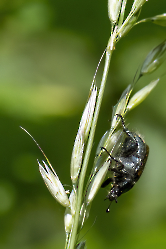 Phyllopertha horticola