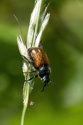 Phyllopertha horticola